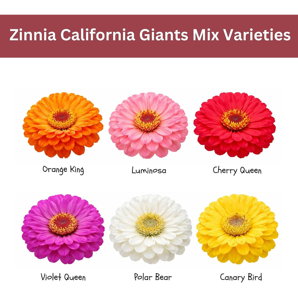 Zinnia Seeds – California Giants Mix – 4,000+ Seeds – 1 Oz Bulk Extra Large Resealable Packet – Premium Heirloom Zinnia Elegans Seeds With Giant Blooms In Vibrant Colors