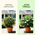Gardenia Fertilizer – Liquid Plant Food For More Blooms, Rich Green Leaves & Stronger Root Development, 8 Oz