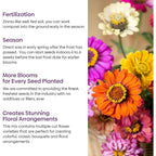 Zinnia Seeds Mix, 1 Oz, Over 3,000 Flowers Seeds, 5 Varieties (Pink, Yellow, Orange, White, Purple), Mixed Colors And Large Blooms,Open Pollinated - Bulk