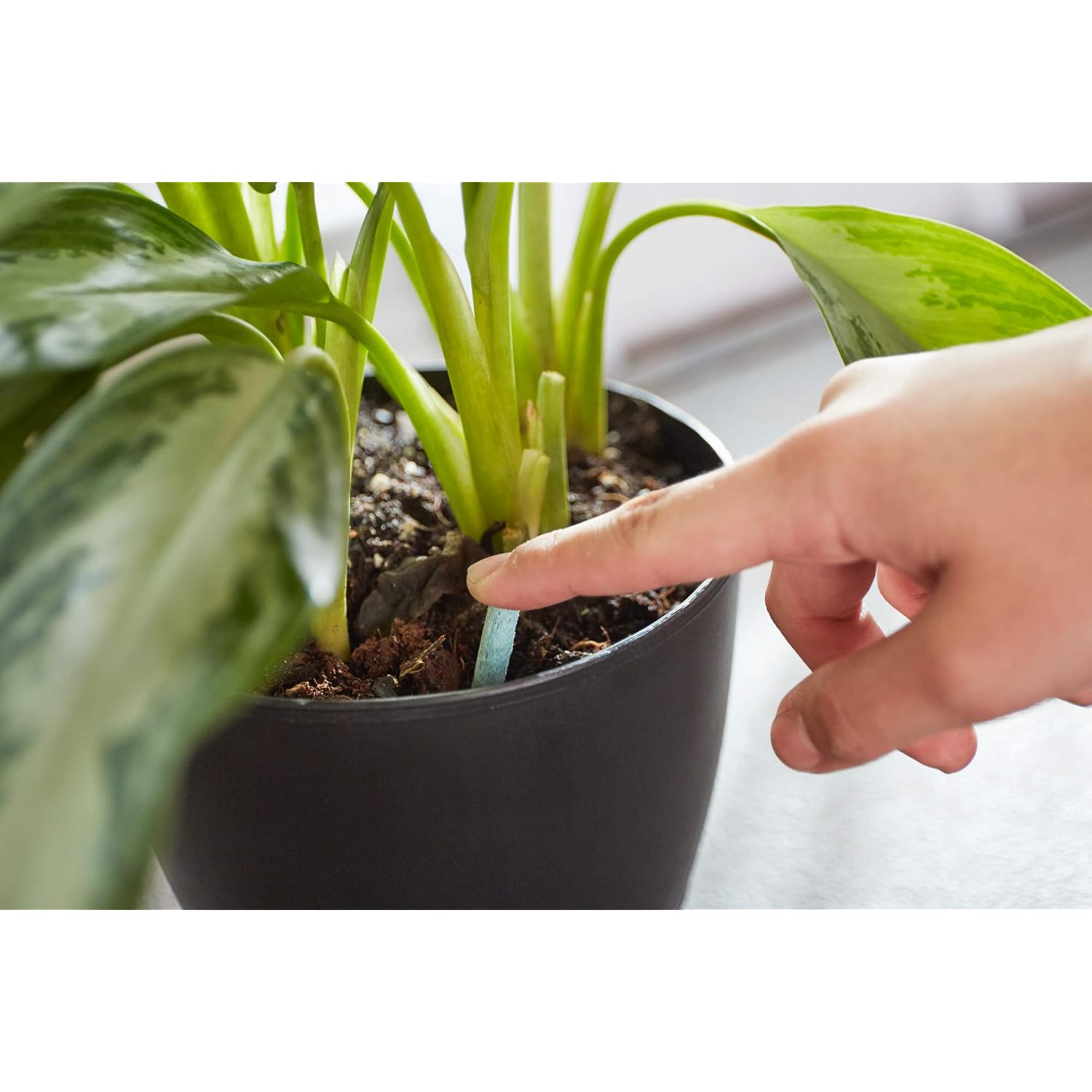 Miracle-Gro Indoor Plant Food Spikes, 48 Spikes (2-Pack) | Continuous Feeding For All Flowering And Foliage Houseplants, Npk 6-12-6