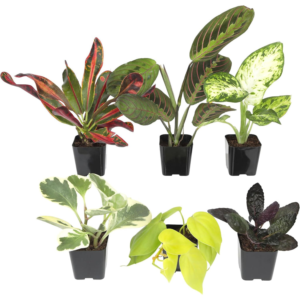 Easy To Grow Live Houseplants (6 Pack), Deluxe Collection Of Assorted Air Purifying Indoor Plants, Peperomia, Spider Plants, No Duplicates, Pothos, Easy Plant Care, 2 In Pots, Begonia, Croton