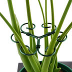 4Pcs Green Iron Monstera Support, Uniquely Designed Plant Support Stakes For Indoor Plants, Stable Plant Stakes And Supports, Turtle Shell Bamboo Clamp Set For Thriving Growth