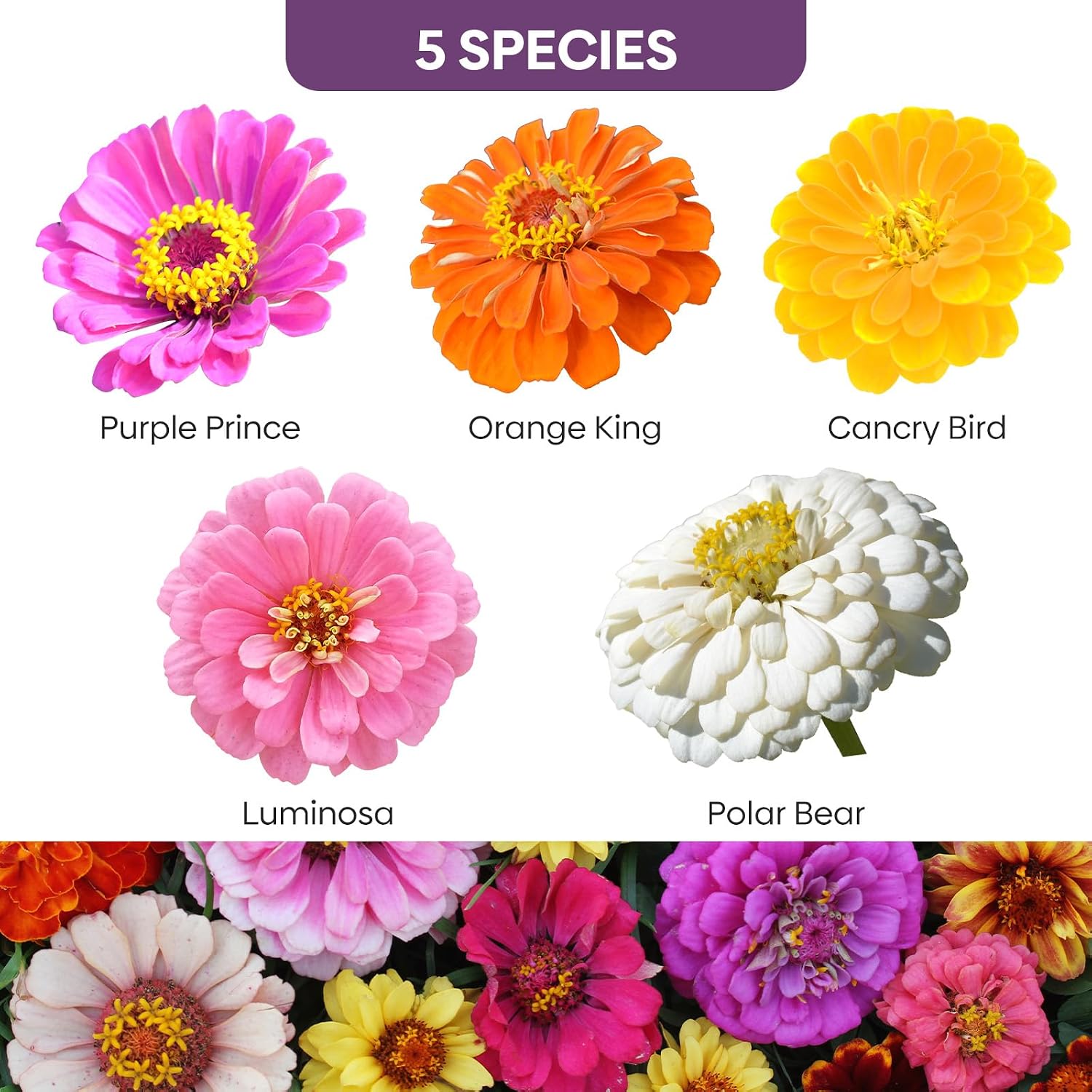 Zinnia Seeds Mix, 1 Oz, Over 3,000 Flowers Seeds, 5 Varieties (Pink, Yellow, Orange, White, Purple), Mixed Colors And Large Blooms,Open Pollinated - Bulk
