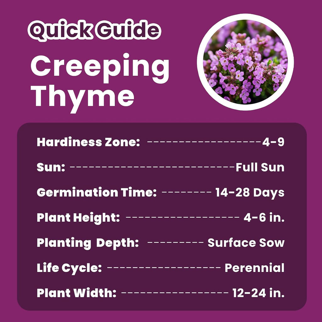 20000+ Creeping Thyme Seeds (Thymus Serpyllum), Ground Cover Seeds, Fragrant Lawn Alternative For Garden, Paths & Landscaping (10G / 0.35 Oz)