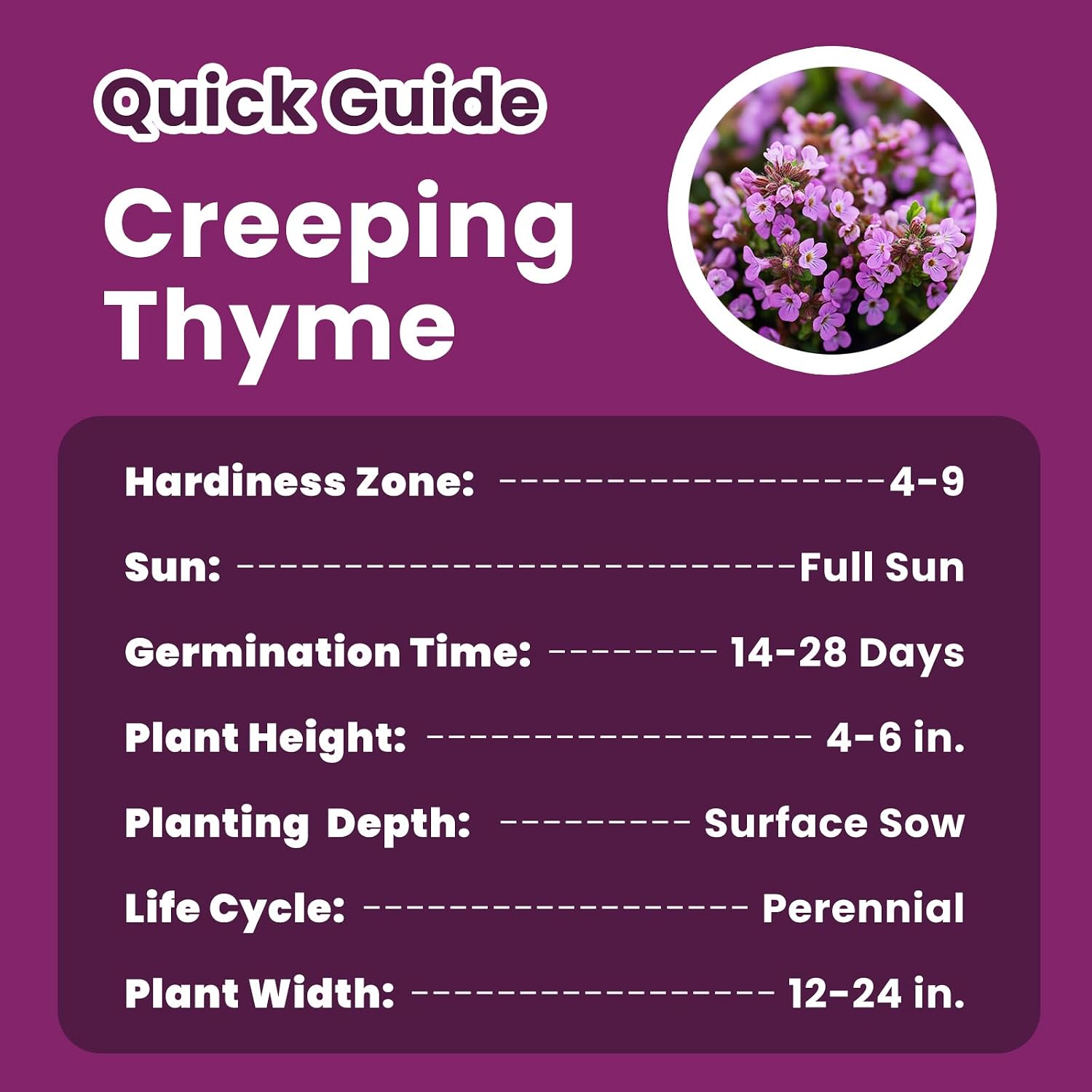 20000+ Creeping Thyme Seeds (Thymus Serpyllum), Ground Cover Seeds, Fragrant Lawn Alternative For Garden, Paths & Landscaping (10G / 0.35 Oz)