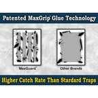 Maxguard Maxgrip Glue Traps (24 Traps) Non-Toxic Extra Sticky Glue Board Pre-Baited With Fruity Scent Attractant Trap & Kill Insects, Bugs, Spiders, Crickets, Scorpions, Cockroaches, Centipedes, Mice
