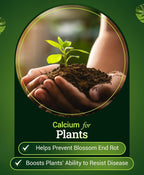 Foxfarm Happy Frog Tomato & Vegetable Fertilizer - Vegetable Fertilizer For Vigorous Feeders, 5-7-3 Blend With Calcium & Mycorrhizal Fungi, Supports Abundant Fruit Development, 4 Lb