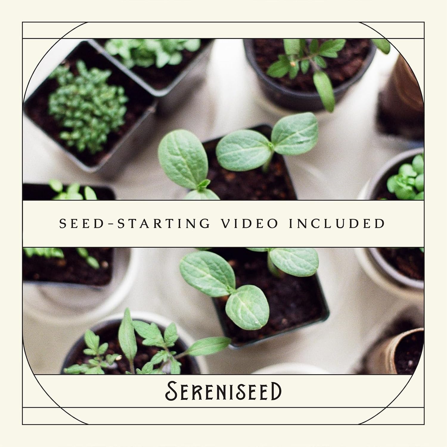 Sereniseed Certified Organic Herb Seeds (10-Pack) – Non Gmo, Heirloom – Seed Starting Video - Basil, Cilantro, Oregano, Thyme, Parsley, Lavender, Chives, Sage, Dill Seeds For Indoor & Outdoor Planting