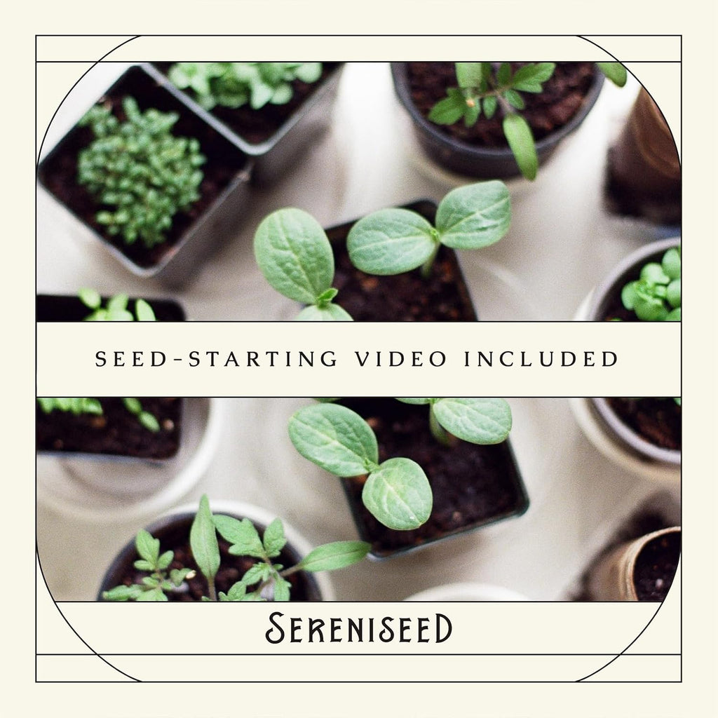 Sereniseed Certified Organic Herb Seeds (10-Pack) – Non Gmo, Heirloom – Seed Starting Video - Basil, Cilantro, Oregano, Thyme, Parsley, Lavender, Chives, Sage, Dill Seeds For Indoor & Outdoor Planting