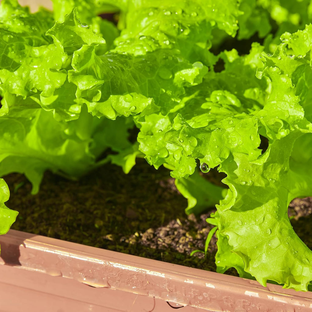 20,000+ Lettuce Seeds, Heirloom Vegetable Seed For Planting Indoor Outdoor, 10 Varieties Of Fresh Salad Greens For Hydroponics Kit, Easy To Grow For Garden Beginners, Non-Gmo