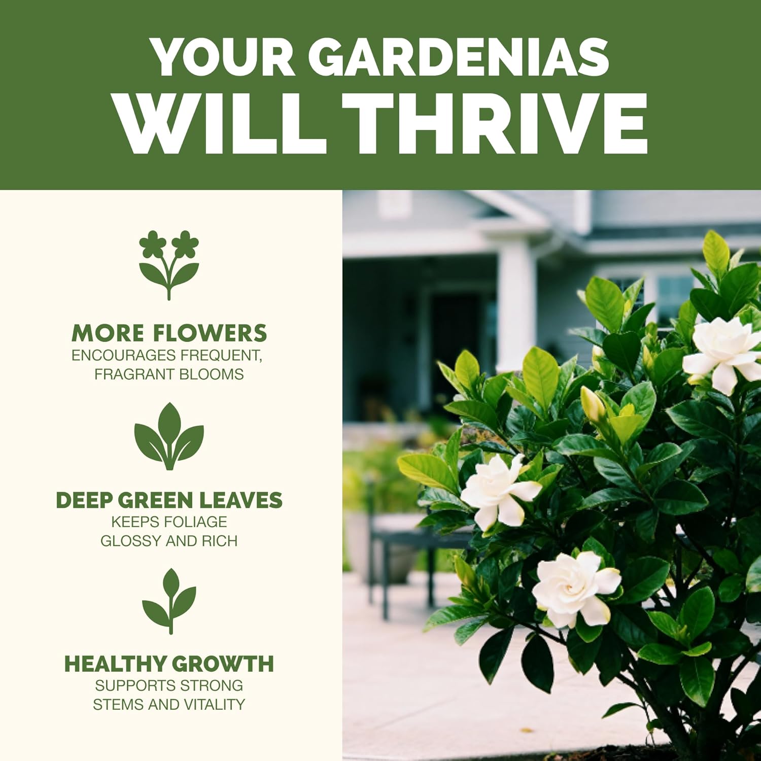 Gardenia Fertilizer – Liquid Plant Food For More Blooms, Rich Green Leaves & Stronger Root Development, 8 Oz