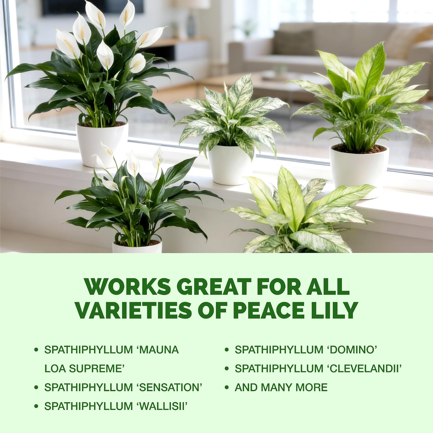 Peace Lily Fertilizer – Liquid Plant Food For More Blooms, Deep Green Leaves & Healthy Root Development, 8 Oz