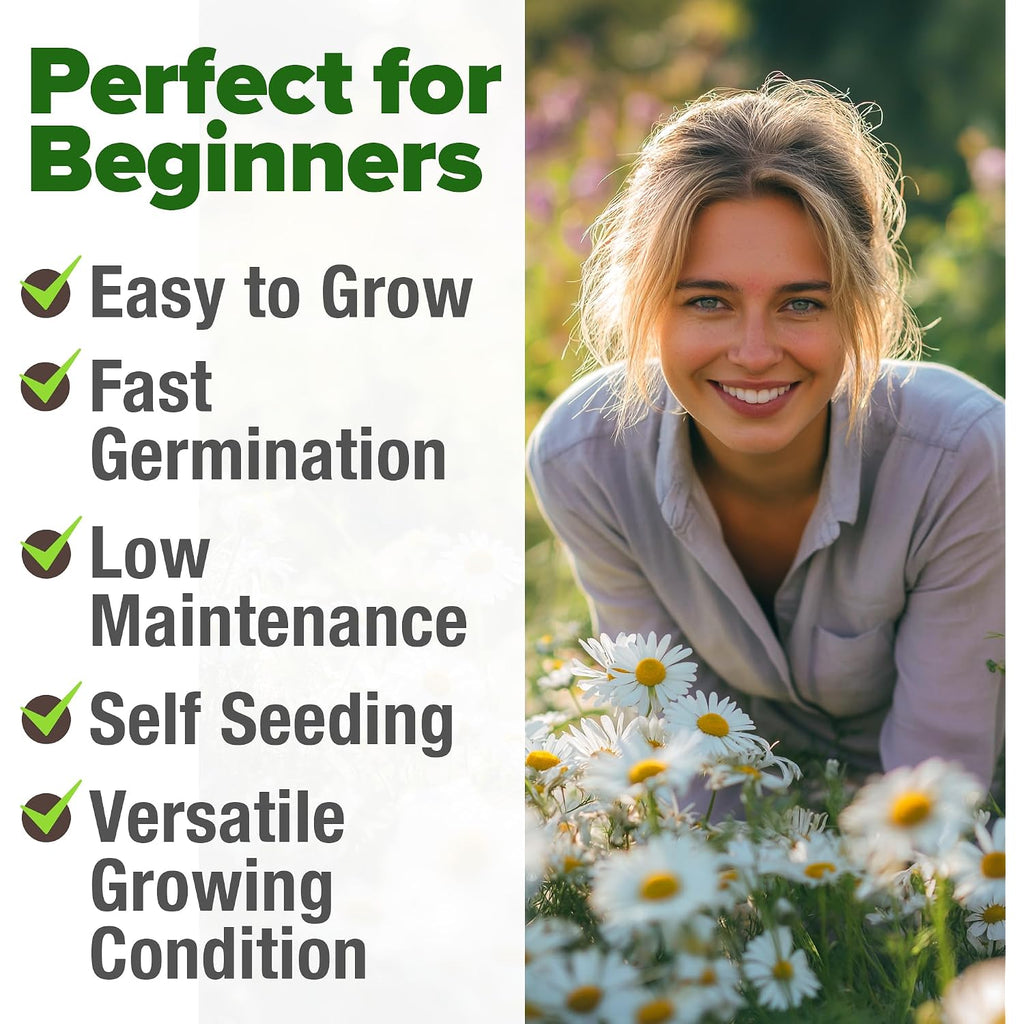 Home Grown German Chamomile Seed Pack 2,280 Non Gmo Heirloom Seeds For Planting For Sustainable Gardens And Soothing Medicinal Herbal Teas (Matricaria Chamomilla)