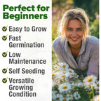 Home Grown German Chamomile Seed Pack 2,280 Non Gmo Heirloom Seeds For Planting For Sustainable Gardens And Soothing Medicinal Herbal Teas (Matricaria Chamomilla)