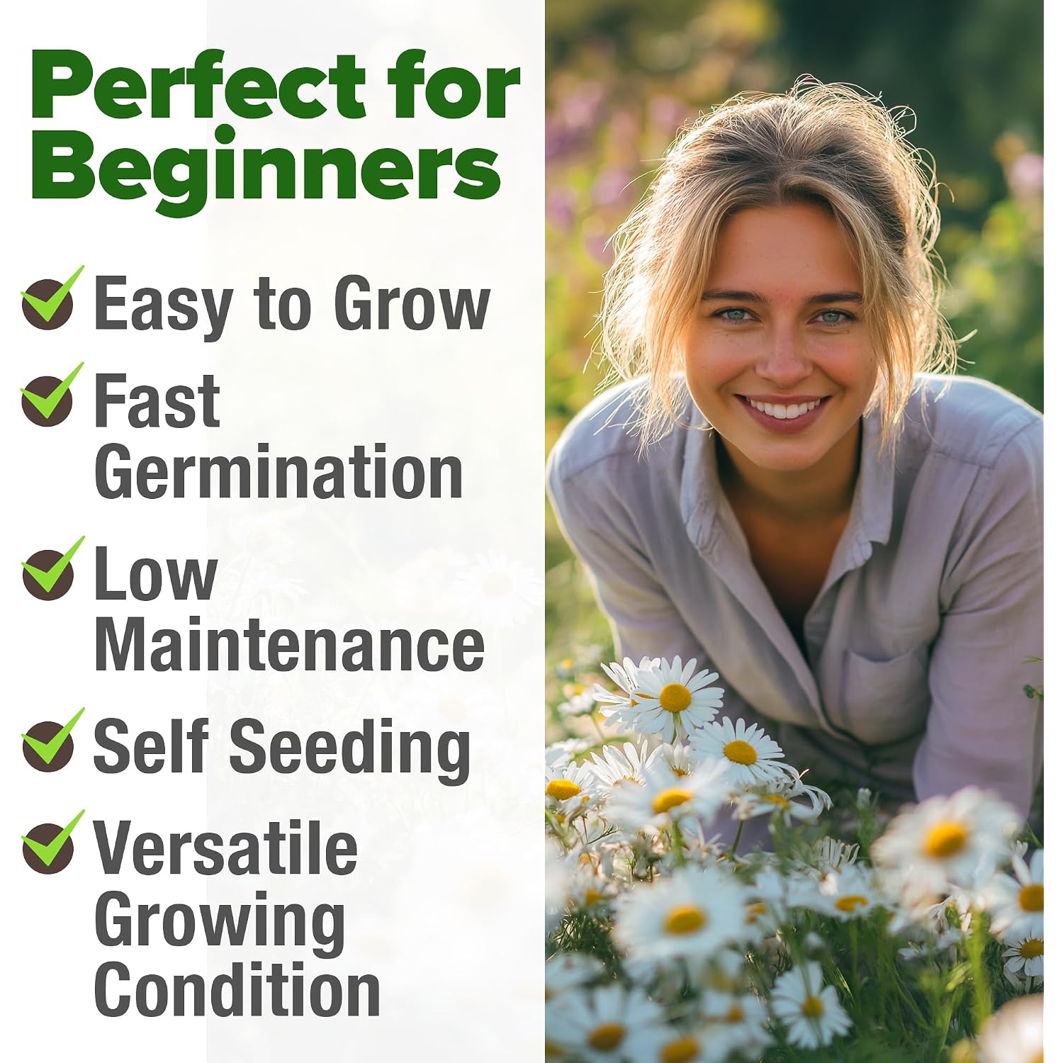 Home Grown German Chamomile Seed Pack 2,280 Non Gmo Heirloom Seeds For Planting For Sustainable Gardens And Soothing Medicinal Herbal Teas (Matricaria Chamomilla)