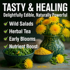 Home Grown Dandelion Seeds For Planting 600 Heirloom Medicinal Herb Seeds (~0.3G) Non Gmo Grow Edible Leaves And Flowers For Remedies Or Wildlife (Taraxacum Officinale)