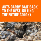 Terro Outdoor Liquid Ant Bait Stakes, 12-Pack, Ready-To-Use Ant Killer Trap | Outdoor Ant Trap For Household Ants Including Acrobat, Crazy, Ghost And Little Black Ants, Weatherproof Ant Colony Killer