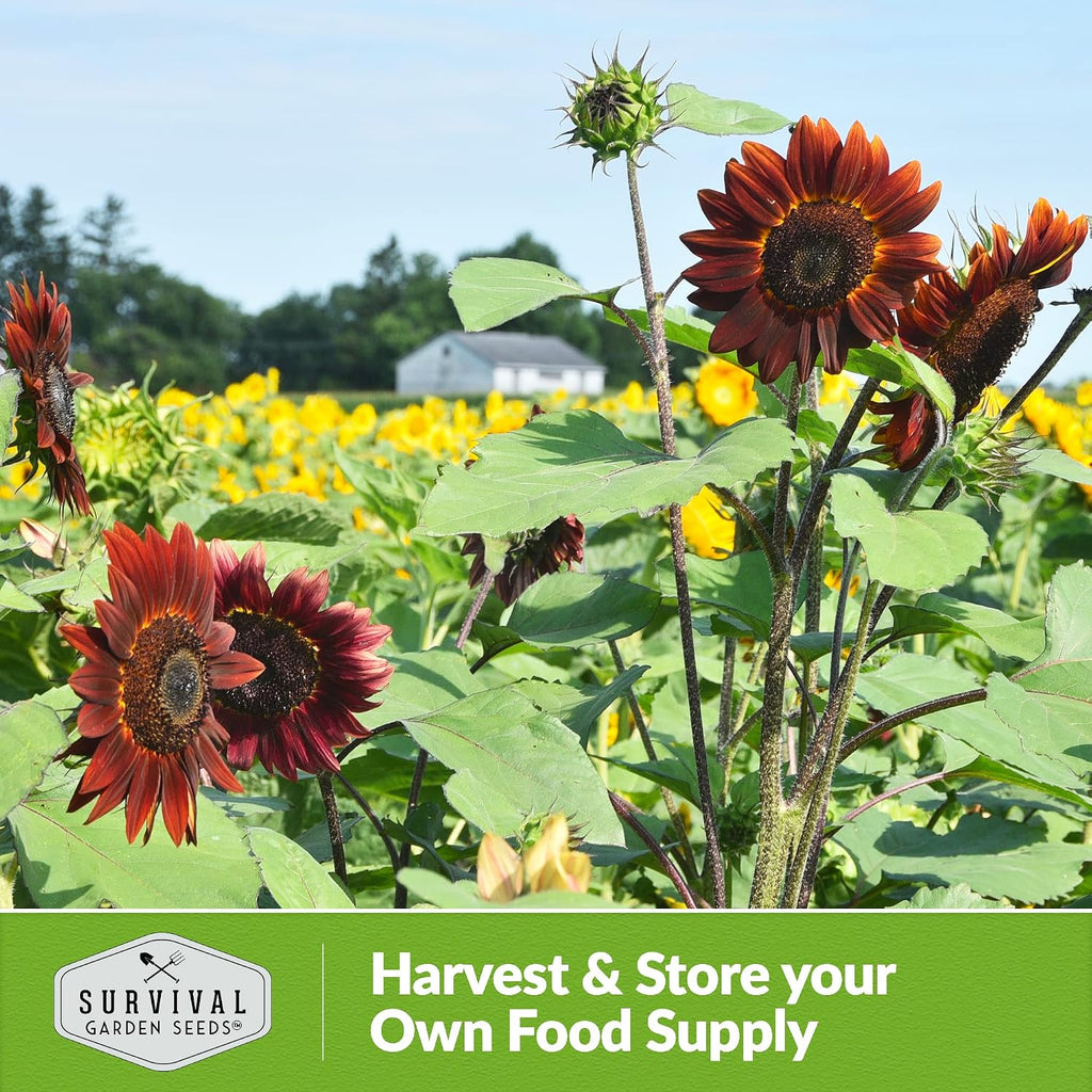 Chocolate Cherry Sunflower Seeds For Planting - 1 Pack | Rare Burgundy Black Blooms, 6-7 Ft Giant Flower, Heirloom Non-Gmo - Survival Garden Seeds