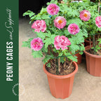 Leobro Plant Support Plant Stakes, 6Pcs Peony Cages And Supports, Metal Garden Stakes Plant Supports, Plant Support Stakes, For Peony, Tomato, Hydrangea, Indoor Outdoor Plants, 10" W X 15.8" H