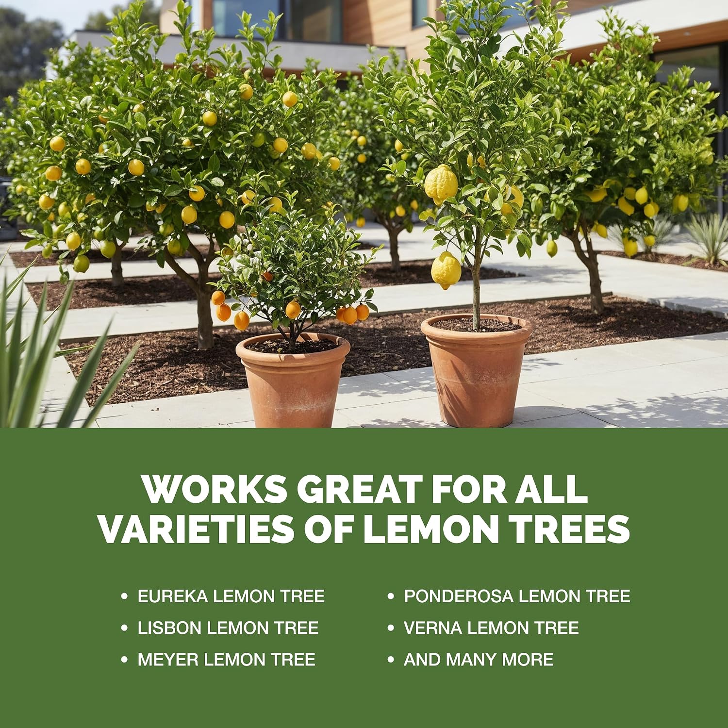 Lemon Tree Fertilizer – Liquid Plant Food For More Fruit, Better Flowering & Stronger Root Development, 8 Oz