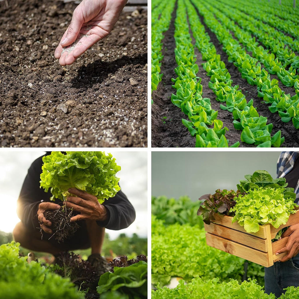 20,000+ Lettuce Seeds, Heirloom Vegetable Seed For Planting Indoor Outdoor, 10 Varieties Of Fresh Salad Greens For Hydroponics Kit, Easy To Grow For Garden Beginners, Non-Gmo