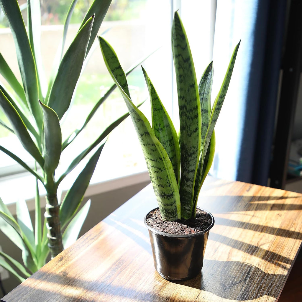 Altman Plants Live Snake Plant (Laurentii), Approx. 30" Tall, Virtually Indestructible, Easy Succulent Houseplant, 4 In Pot