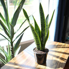 Altman Plants Live Snake Plant (Laurentii), Approx. 30" Tall, Virtually Indestructible, Easy Succulent Houseplant, 4 In Pot