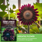 Chocolate Cherry Sunflower Seeds For Planting - 1 Pack | Rare Burgundy Black Blooms, 6-7 Ft Giant Flower, Heirloom Non-Gmo - Survival Garden Seeds
