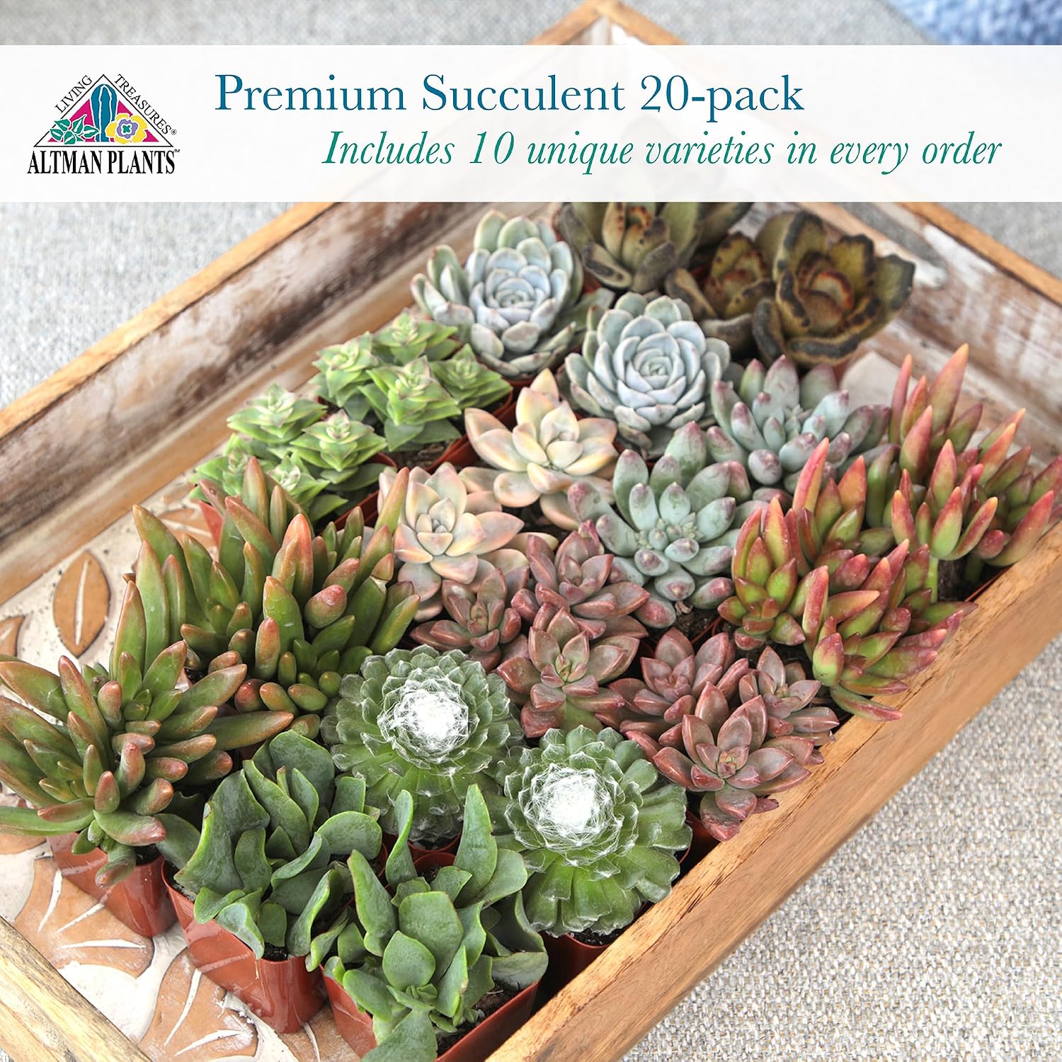 Altman Plants, Live Succulent Plants (20 Pack) Assorted Potted Succulents Plants Live House Plants In Cacti And Succulent Soil Mix, Cactus Plants Live Indoor Plants Live Houseplants In Planter Pots