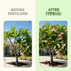 Plumeria Fertilizer – Liquid Plant Food For More Blooms, Healthy Tropical Growth & Stronger Root Development, 8 Oz