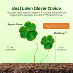 Outsidepride Perennial White Miniclover Seed - 1 Lb. Dwarf, Small-Leaved, Drought & Wear-Tolerant Micro Clover Seeds For Lawn, Ideal Low-Maintenance & Easy To Grow Ground Cover Seeds For Home Yard