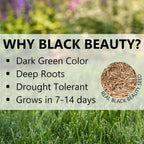 Jonathan Green (10322) Black Beauty Ultra Grass Seed - Cool Season Lawn Seed (7 Lb)
