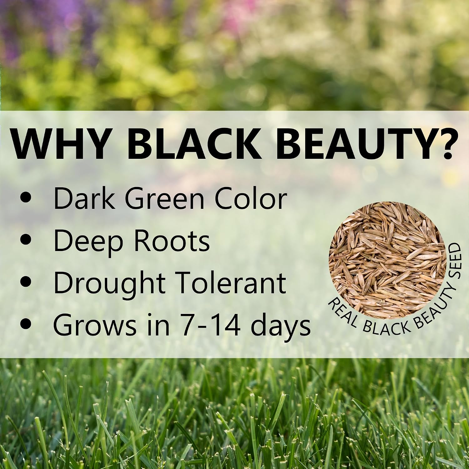 Jonathan Green (10322) Black Beauty Ultra Grass Seed - Cool Season Lawn Seed (7 Lb)