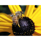 Black Eyed Susan Seeds For Planting, 5000 Seeds, Giving You Beautiful Black Eyed Susan Flowers, Non-Gmo, Heirloom Seed Varieties