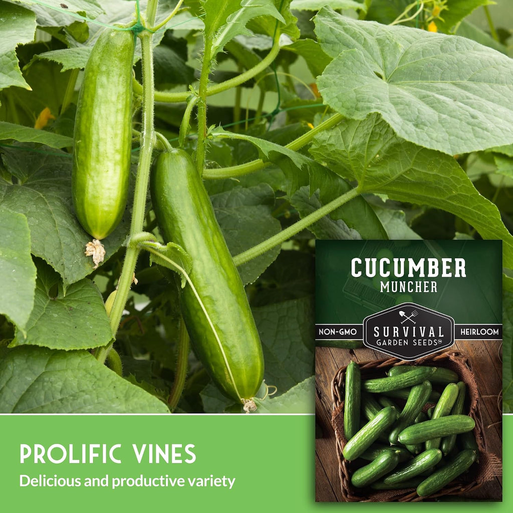 Muncher Cucumber Seeds For Planting - Low-Acid Slicing Cucumbers (1 Pack) | Burpless Heirloom Variety With Smooth Skin - Summer Crop For Gardens And Containers - Survival Garden Seeds