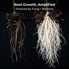 Real Growers Recharge 2 Oz – Explosive Root Growth With Mycorrhizae For Living Soil & Coco Coir