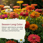 Zinnia Seeds – California Giants Mix – 4,000+ Seeds – 1 Oz Bulk Extra Large Resealable Packet – Premium Heirloom Zinnia Elegans Seeds With Giant Blooms In Vibrant Colors