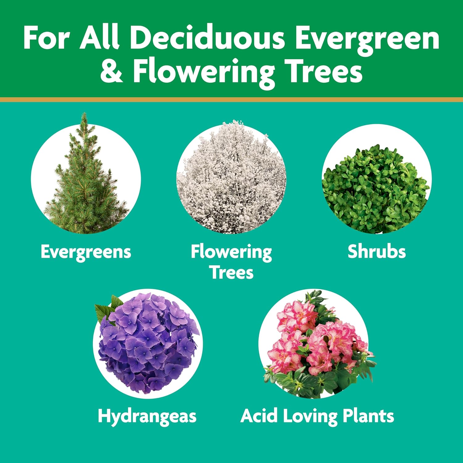 Miracle-Gro Tree & Shrub Plant Food Spikes, 12 Spikes | For Deciduous, Flowering And Evergreen Trees, Hydrangeas, And Acid-Loving Plants