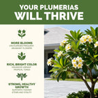 Plumeria Fertilizer – Liquid Plant Food For More Blooms, Healthy Tropical Growth & Stronger Root Development, 8 Oz