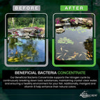 Aquascape Beneficial Bacteria Concentrate For Pond And Water Features, 1.1-Pound, 98949