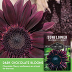 Chocolate Cherry Sunflower Seeds For Planting - 1 Pack | Rare Burgundy Black Blooms, 6-7 Ft Giant Flower, Heirloom Non-Gmo - Survival Garden Seeds