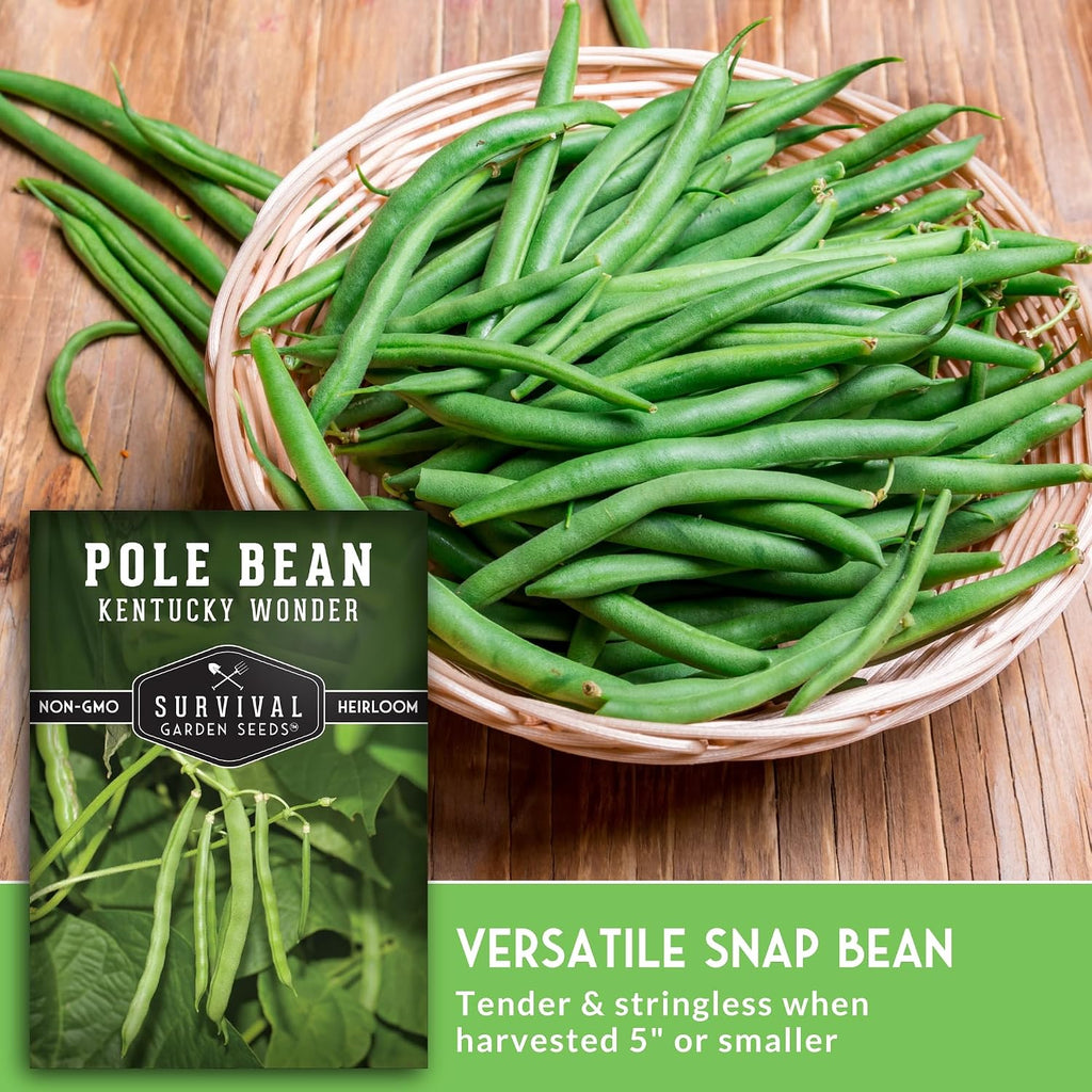 Kentucky Wonder Pole Bean Seeds For Planting (1 Pack) | Heirloom Climbing Green Beans For Trellis Growing - Long Harvest Season, Stringless Pods - Survival Garden Seeds