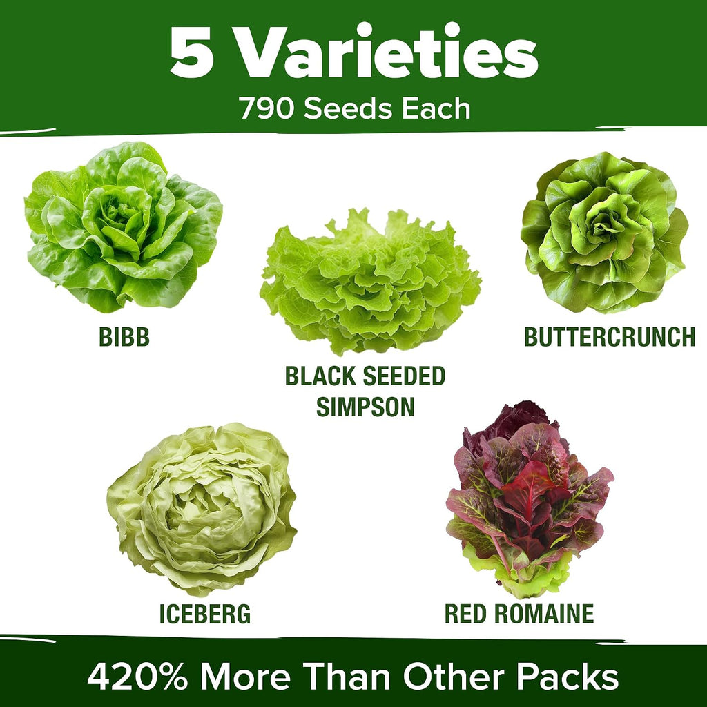 Home Grown Lettuce Seeds 5 Variety Mix 3950+ Bulk Pack Heirloom Non-Gmo, High Germination, Romaine, Bibb, Buttercrunch, Iceberg, Black Seeded Simpson, Indoor Outdoor Hydroponic Garden (Lactuca Sativa)