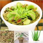 3.5Oz Premium Sphagnum Moss Potting Mix- 4 Qt Natural Succulent Carnivorous Plants Moss Dried, Plant Growing Medium For Orchid Succulent Sarracenia Orchid Gardening Plants Reptiles