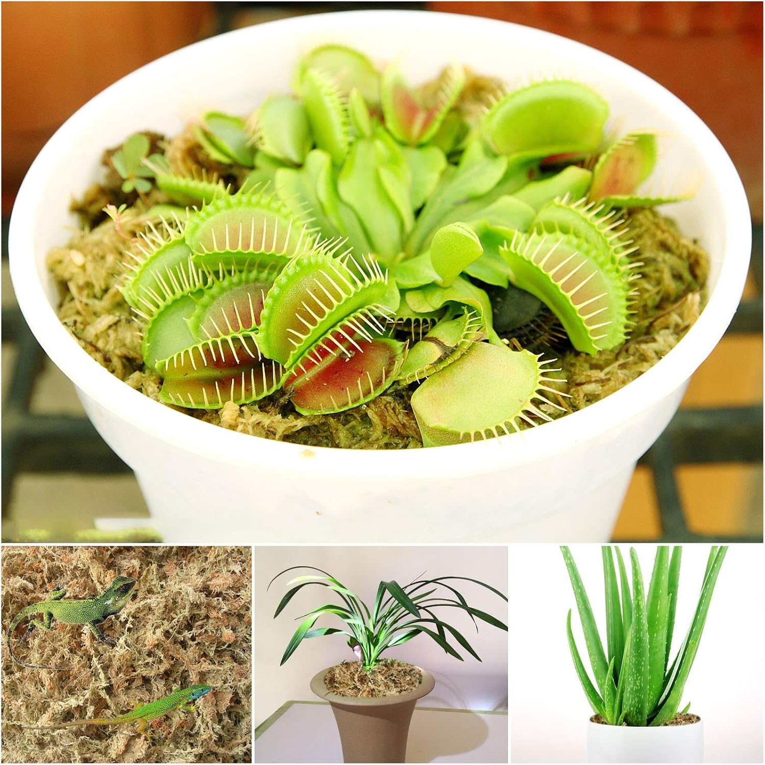 3.5Oz Premium Sphagnum Moss Potting Mix- 4 Qt Natural Succulent Carnivorous Plants Moss Dried, Plant Growing Medium For Orchid Succulent Sarracenia Orchid Gardening Plants Reptiles