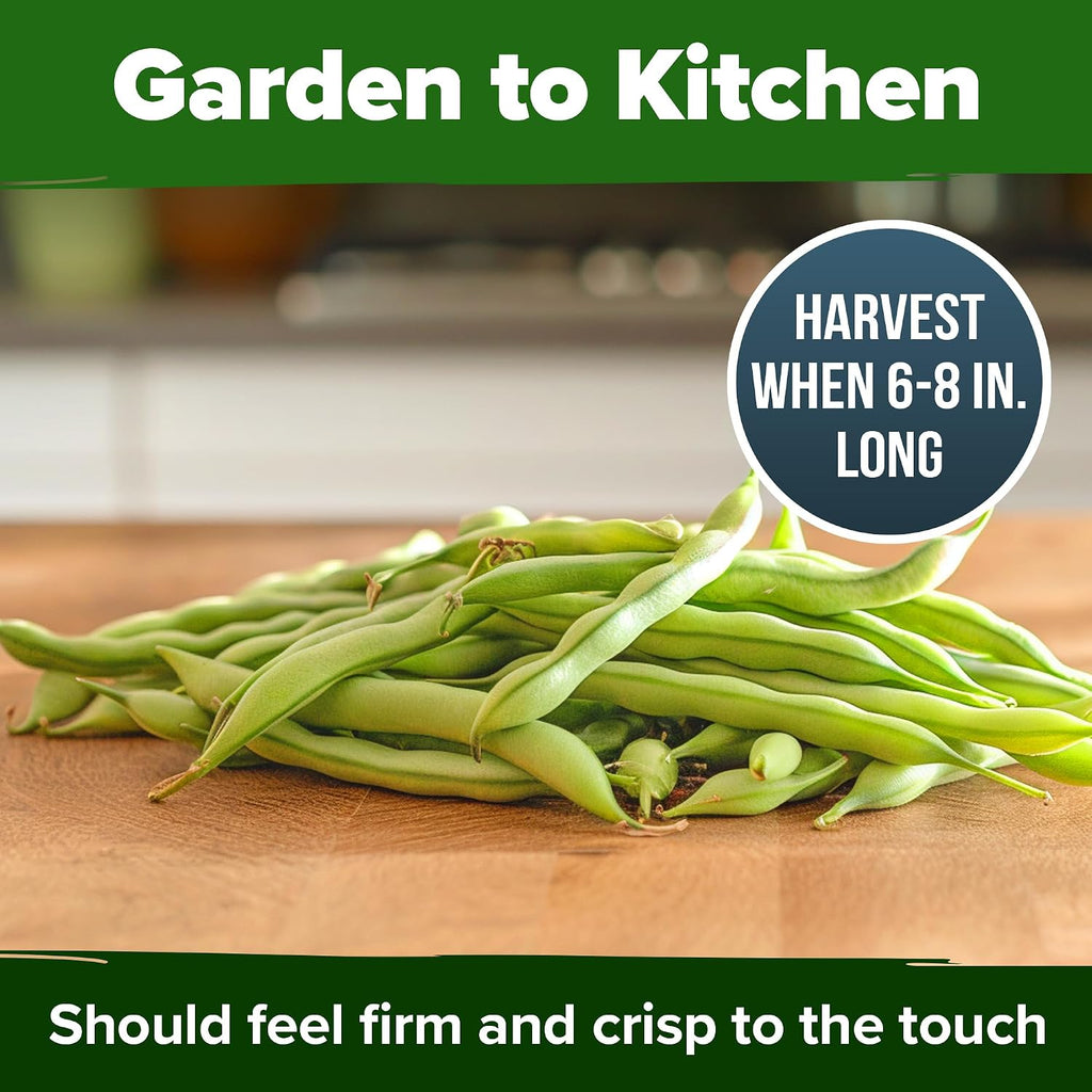 Home Grown Contender Bush Bean Seeds 28+ Heirloom Non-Gmo, High Germination, Stringless Green Beans For Planting, Early Harvest, Emergency Food Supply, Fresh Eating & Canning (Phaseolus Vulgaris)
