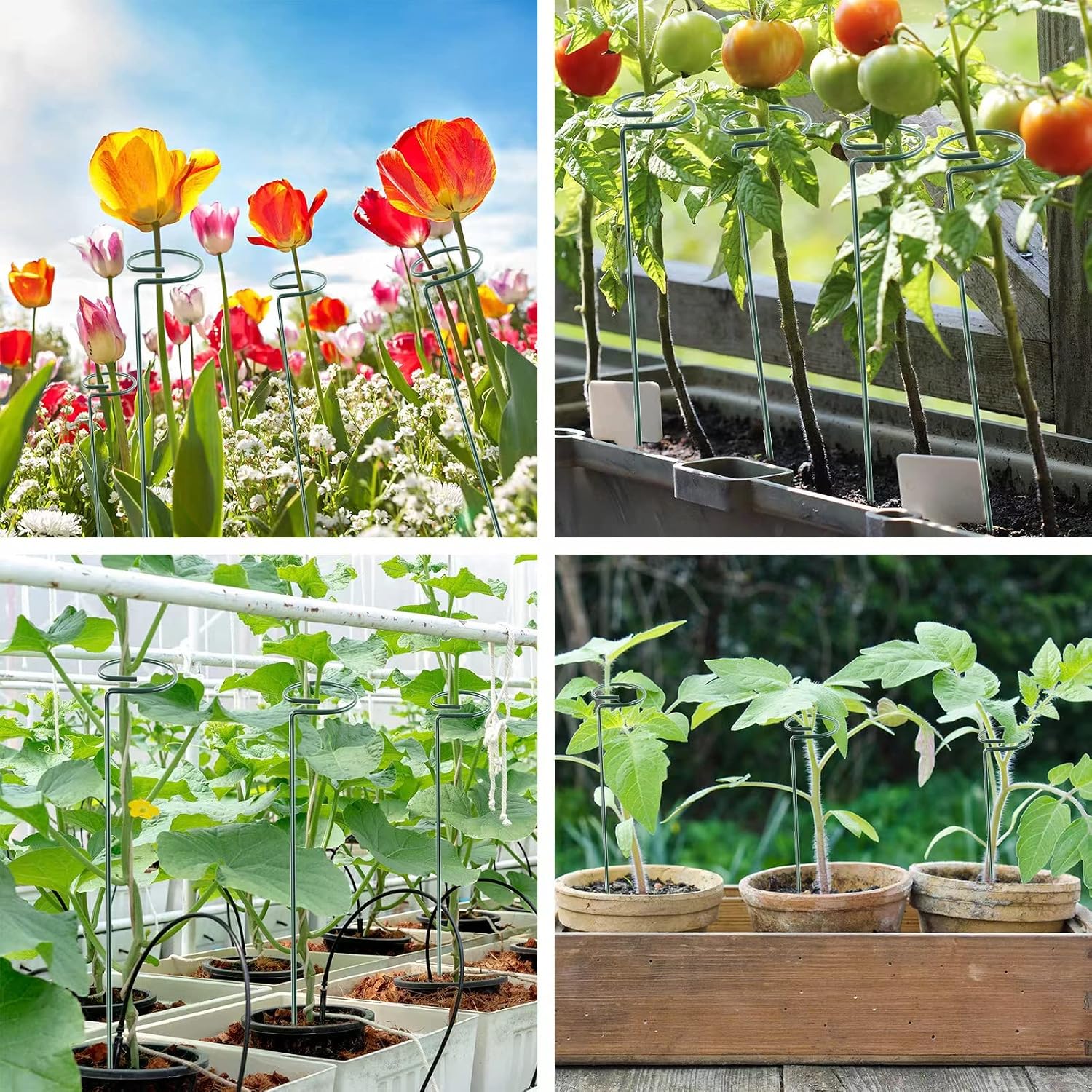 12 Pack 16 Inch Plant Support Stakes, Metal Single Stemmed Flower Support Hoops，Garden Plant Stakes Plant Prop For Amaryllis Orchid Lily Rose Peony Tomatoes Gladiolus
