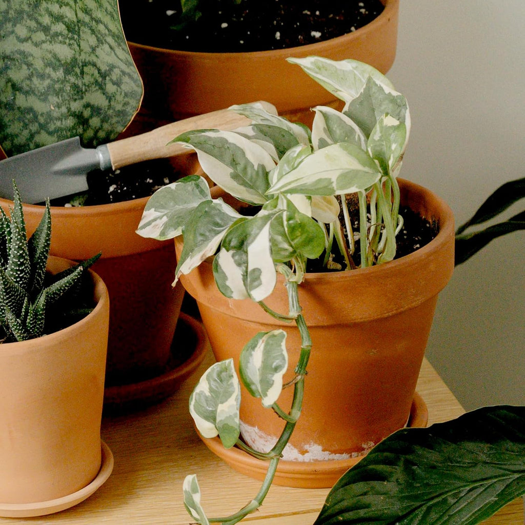 Live Pothos Plants (4Pk) Indoor Plants Live Houseplants, Pothos Live Plant House Plants, Money Plant Indoor Pothos Plant Decor, Devils Ivy Trailing Plants Live By Plants For Pets,Black
