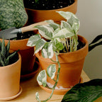 Live Pothos Plants (4Pk) Indoor Plants Live Houseplants, Pothos Live Plant House Plants, Money Plant Indoor Pothos Plant Decor, Devils Ivy Trailing Plants Live By Plants For Pets,Black