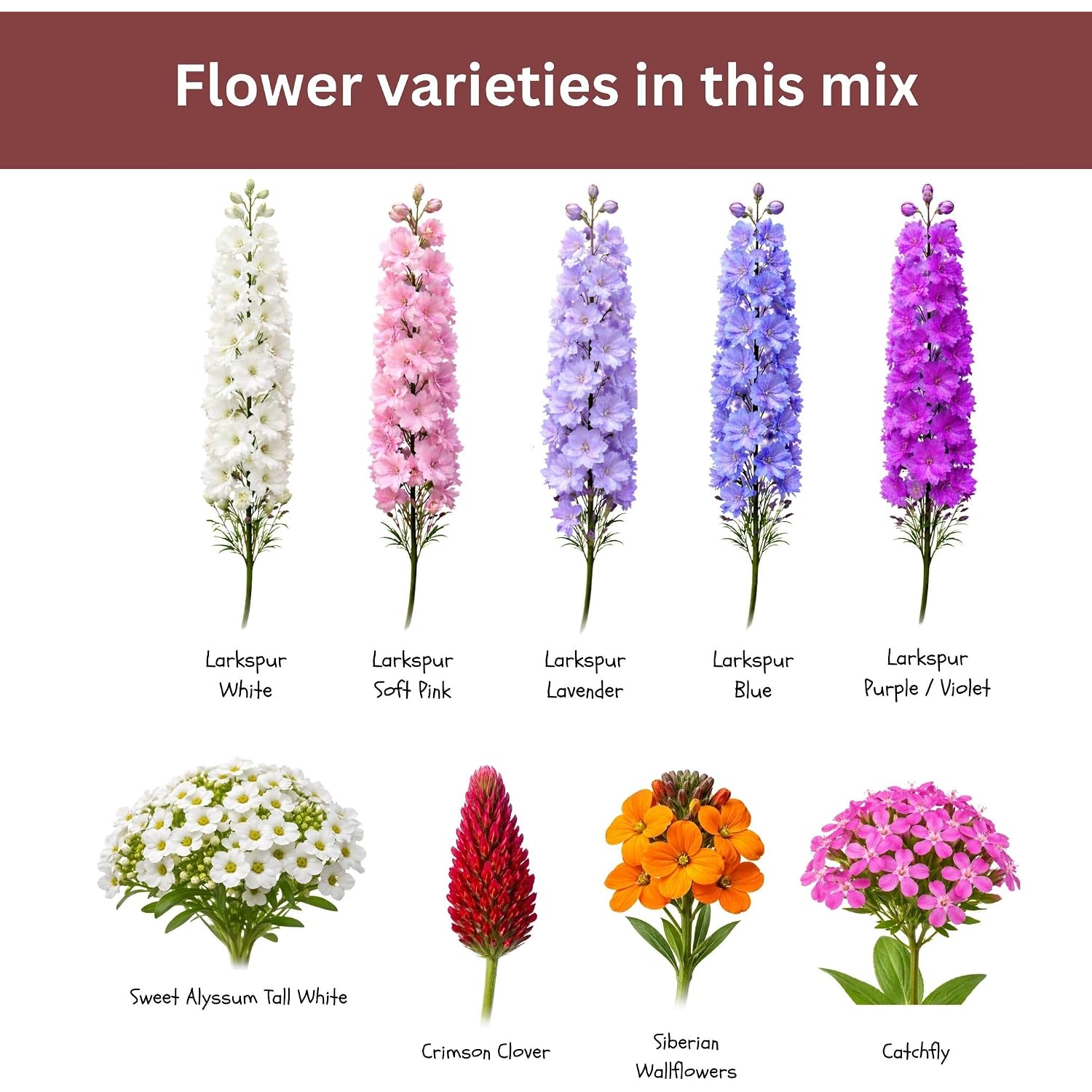Butterfly And Hummingbird Wildflower Mix – 30,000+ Seeds – 1 Oz Bulk Extra Large Resealable Packet – Non-Gmo Open Pollinated Wildflower Seeds